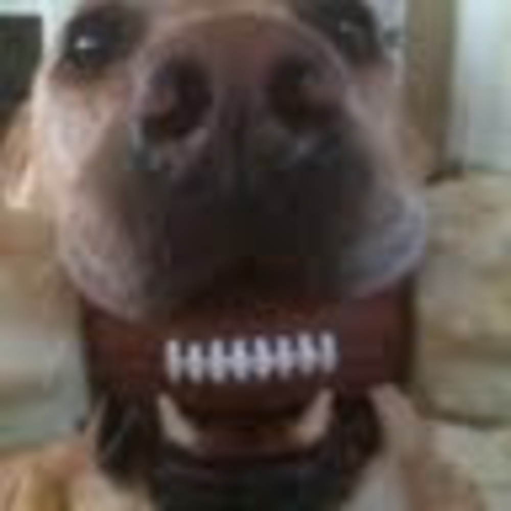 Meet your Posher, Paul